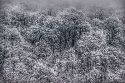 View of trees in forest