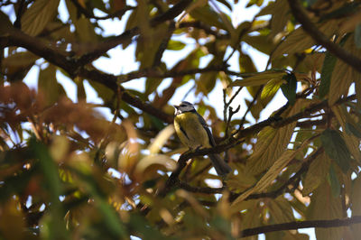 Low angle view of bird perching on tree