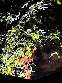 Low angle view of flowering plants by trees