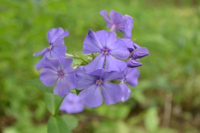 Close-up of purple flowers blooming outdoors
