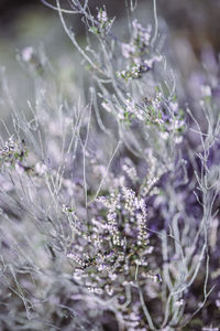 Close-up of purple flowering plants on field