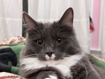 pet