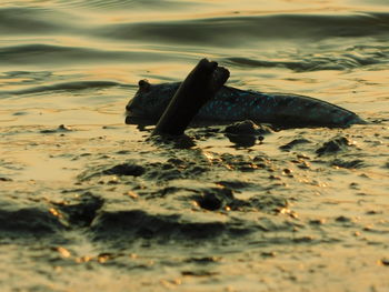 Close-up of crab swimming in sand at beach