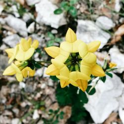 Close-up of yellow flower