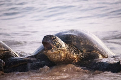 Sea turtle in kauai coming onto the shore at sunset to sleep.