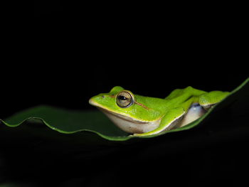 Close-up of green frog against black background