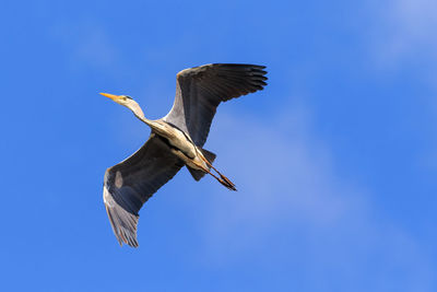 Low angle view of bird flying against clear blue sky