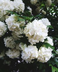 Close-up of white flowers