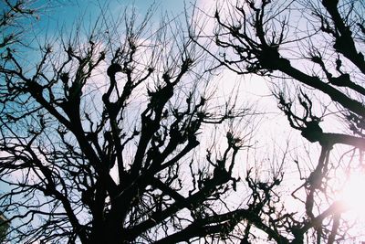 Low angle view of silhouette bare tree against sky