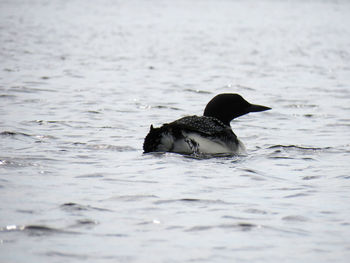 Duck swimming in a lake