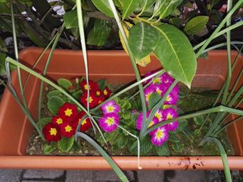 Close-up of potted plants