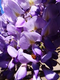 Close-up of bumblebee on fresh flowers blooming outdoors