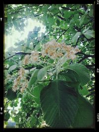 Close-up of plant growing on tree