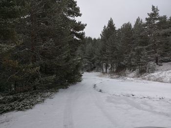 Snow covered road amidst trees during winter