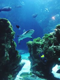 Fish swimming in sea