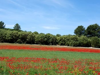 Red flowers growing on field against sky