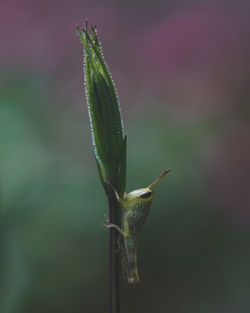 Close-up of plant