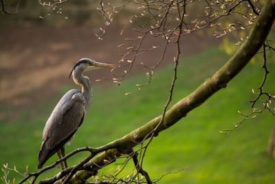 Close-up of bird perching on tree