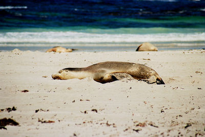 Seal relaxing on beach