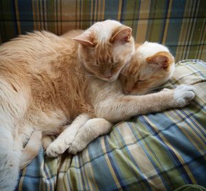 Close-up of cat sleeping on bed