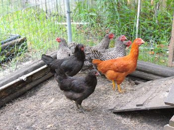 Close-up of rooster on field