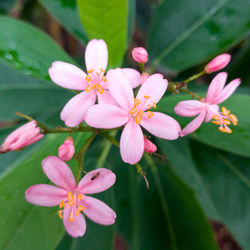 Close-up of pink flowers blooming outdoors