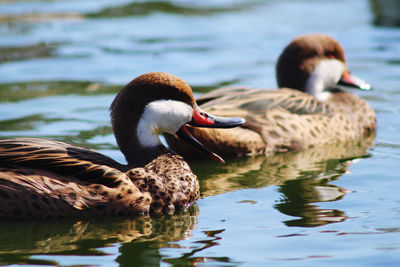 Ducks in lake