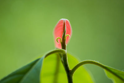 Close-up of spiral leaf