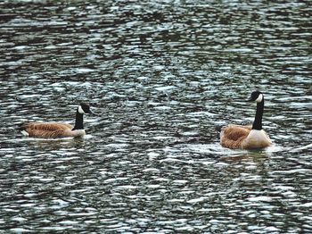 Birds in calm lake