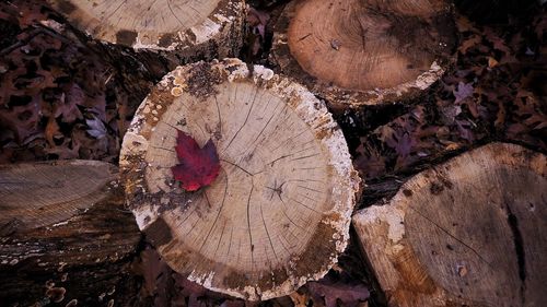 Close-up of tree stump in forest