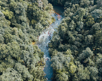 High angle view of trees in forest