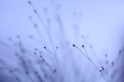 Close-up of flowers against blurred background