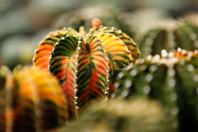 Close-up of yellow flowering plant