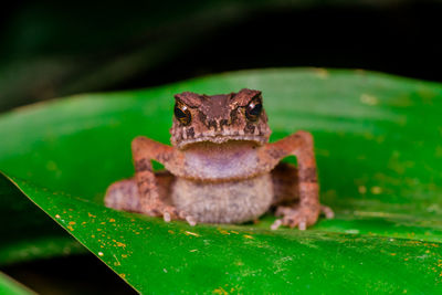 Close-up of frog on leaf