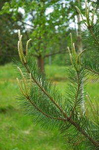 Close-up of pine tree branch in forest