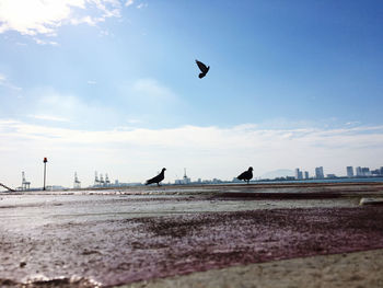 Birds flying in the sky