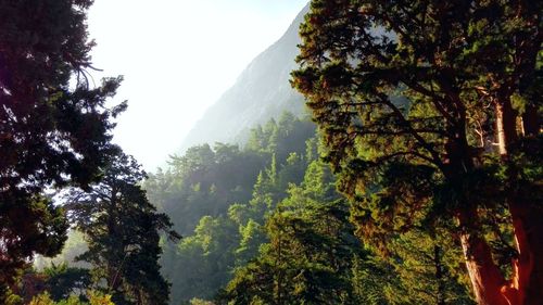 Scenic view of trees against sky