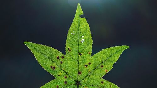 Close-up of green leaf