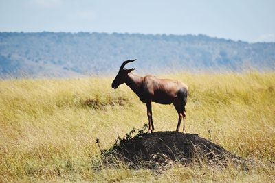 Side view of mammal standing on field against sky