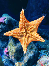 Close-up of starfish swimming in sea