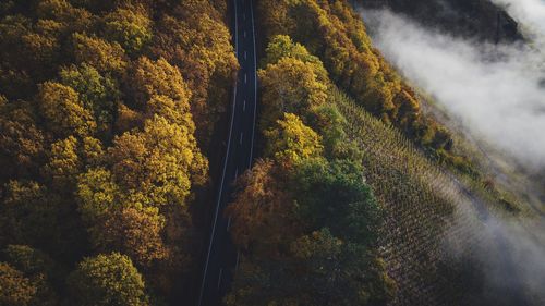High angle view of trees in forest, vineyards and a road during autumn at the river mosel. 