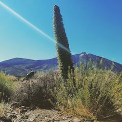 Plants growing on land against clear sky
