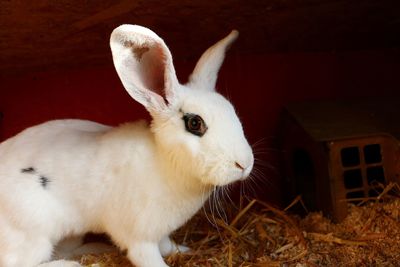 Close-up of white rabbit