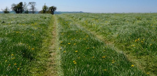 Scenic view of grassy field against sky