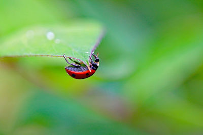 Close-up of insect on leaf