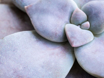 Succulent plant close-up, freshness leaves of beautiful graptopetalum in the ceramic pot 