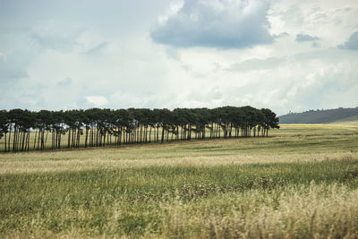 field