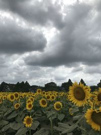 Scenic view of sunflower field against cloudy sky
