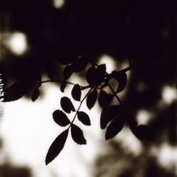 Close-up of leaves on tree