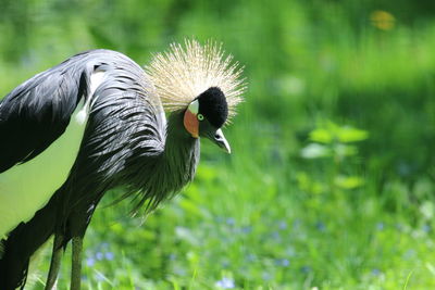 Close-up of a bird